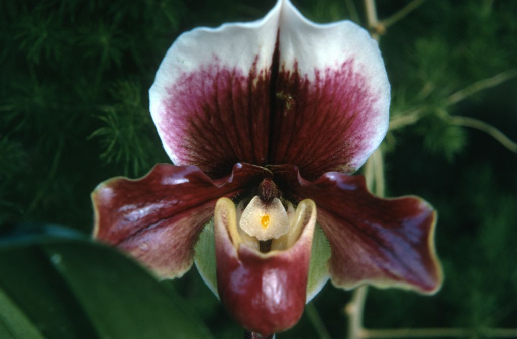 Paphiopedilum John Hanes 'Rusty Red', January 1973, roll 197301H7 slide 7