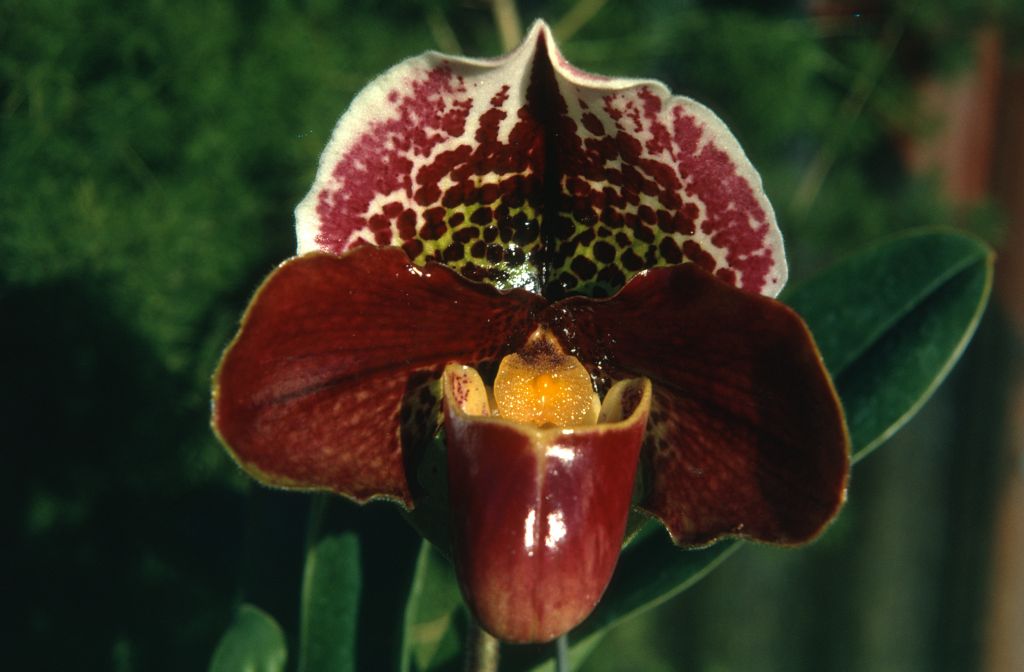 Paphiopedilum Johnbourn 'Tip Top' AM/AOS, "original" (perhaps this was the slide from which other copies were made?), January 1973, roll 197301 slide 3