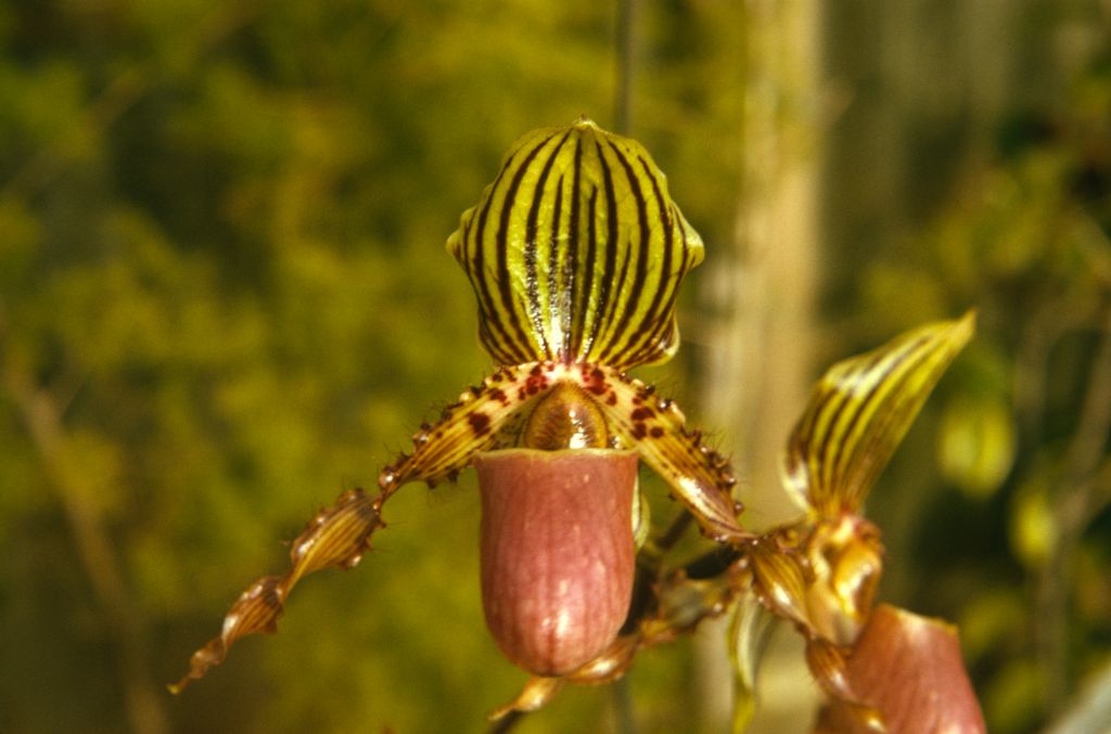 Paphiopedilum Jogjae, September 1973, roll 197309H2 slide 11