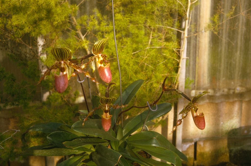 Paphiopedilum Jogjae, September 1973, roll 197309H2 slide 12