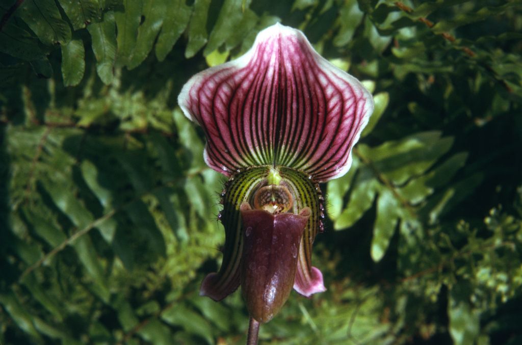 Paphiopedilum Juno, September 1974, roll 197409H3 slide 9