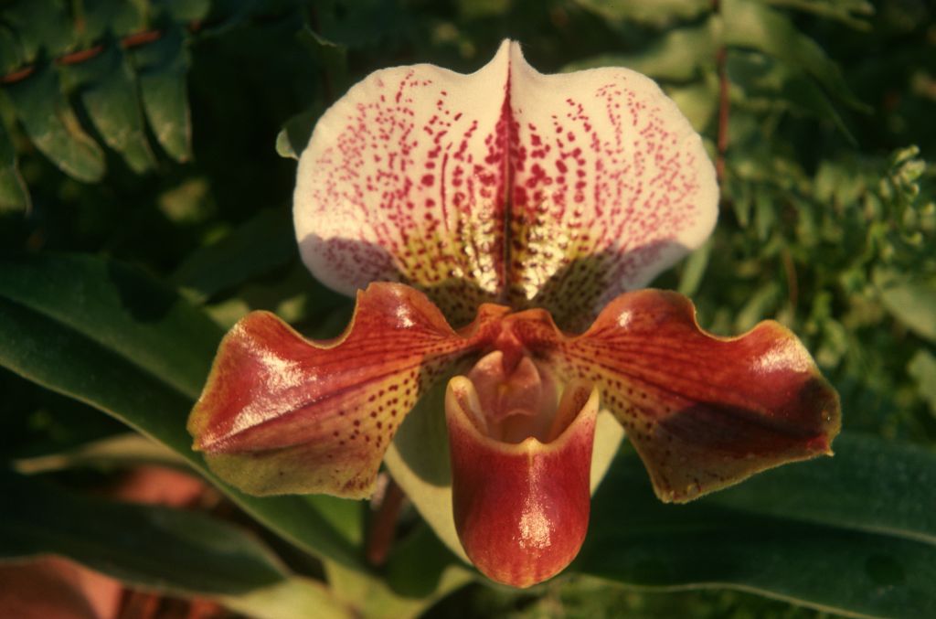 Paphiopedilum John Dovan 'The Friar', January 1975, roll 197501H7 slide 16