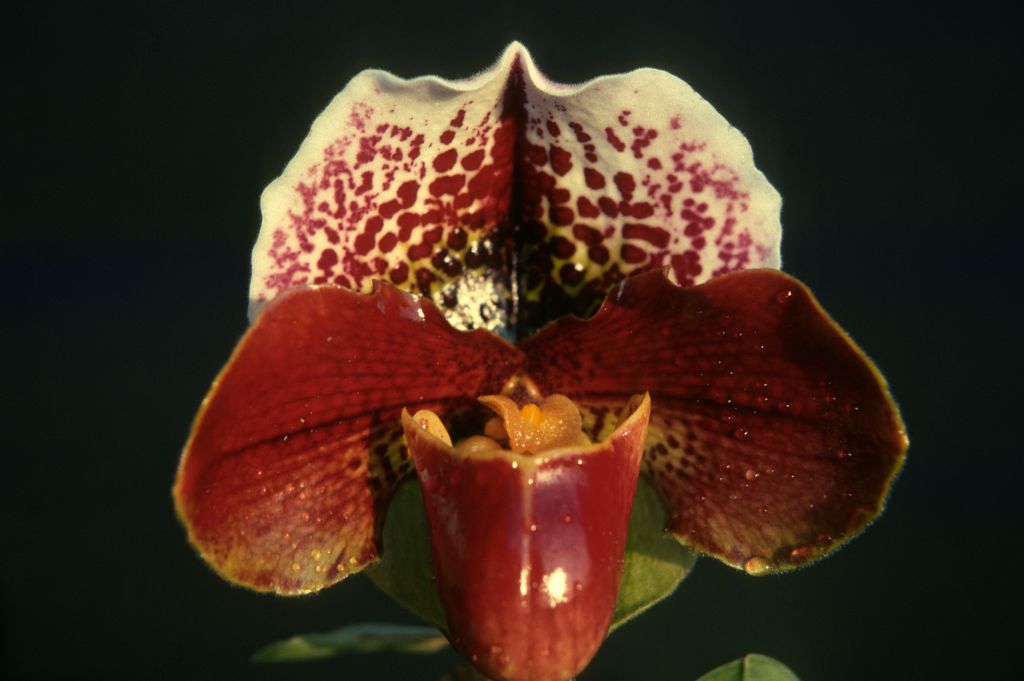 Paphiopedilum Johnbourn 'Tip Top', January 1977, roll 197701H10 slide 2