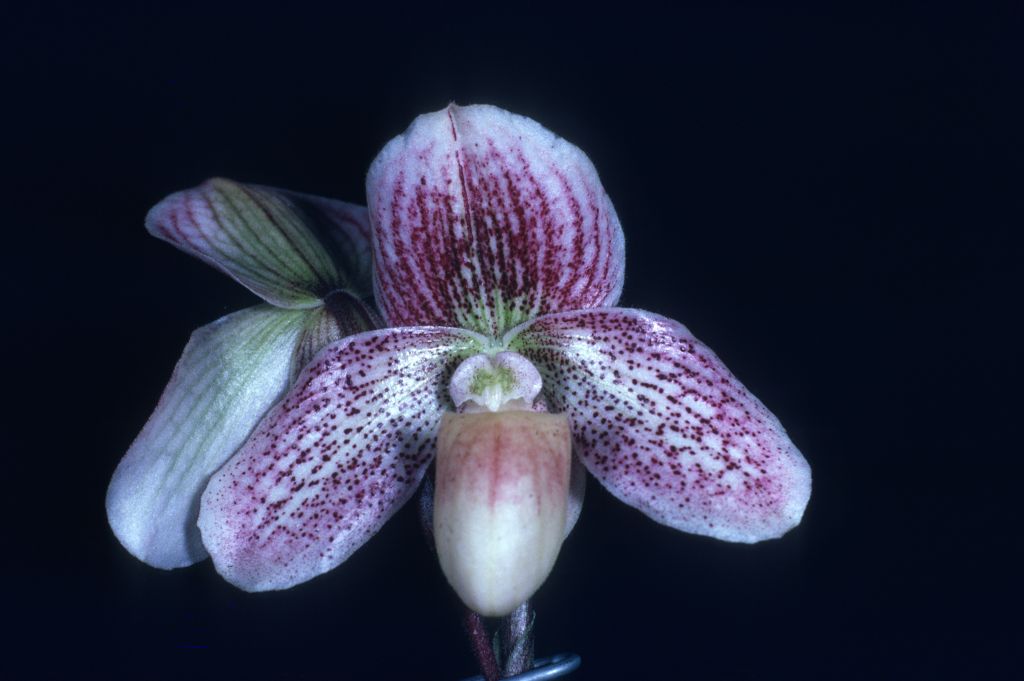 Paphiopedilum J. Gurney Fowler, July 1977, roll 197707P7 slide 28