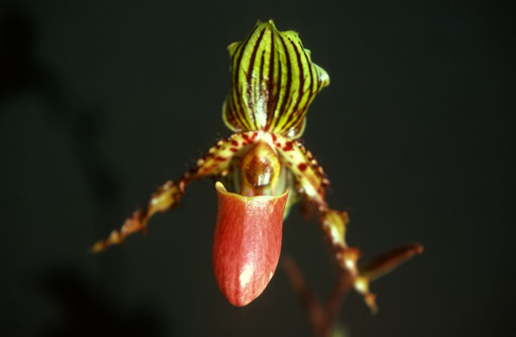 Paphiopedilum Jogjae 'Tiger', October 1977, roll 197710H6 slide 16