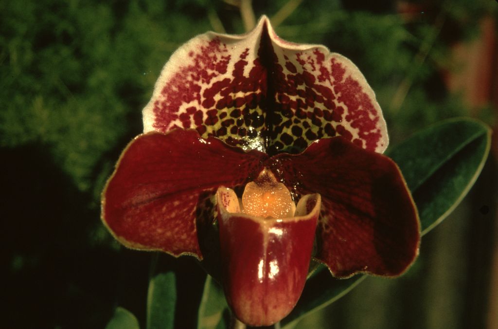 Paphiopedilum Johnbourn 'Tip Top', Duplicate Slide 28, made December 1978, roll 197812P12.