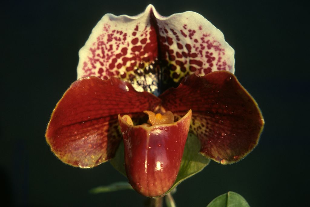Paphiopedilum Johnbourn 'Tip Top', Program 2 slide 40, January 1977, roll 197701H10 slide 1