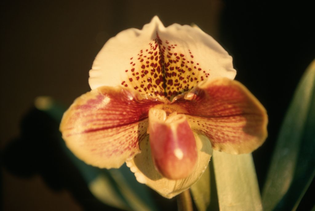 Paphiopedilum John Thatcher 'Mohawk' H-2101, Program 8 slide 38, December 1969, roll 196912H6 slide 7