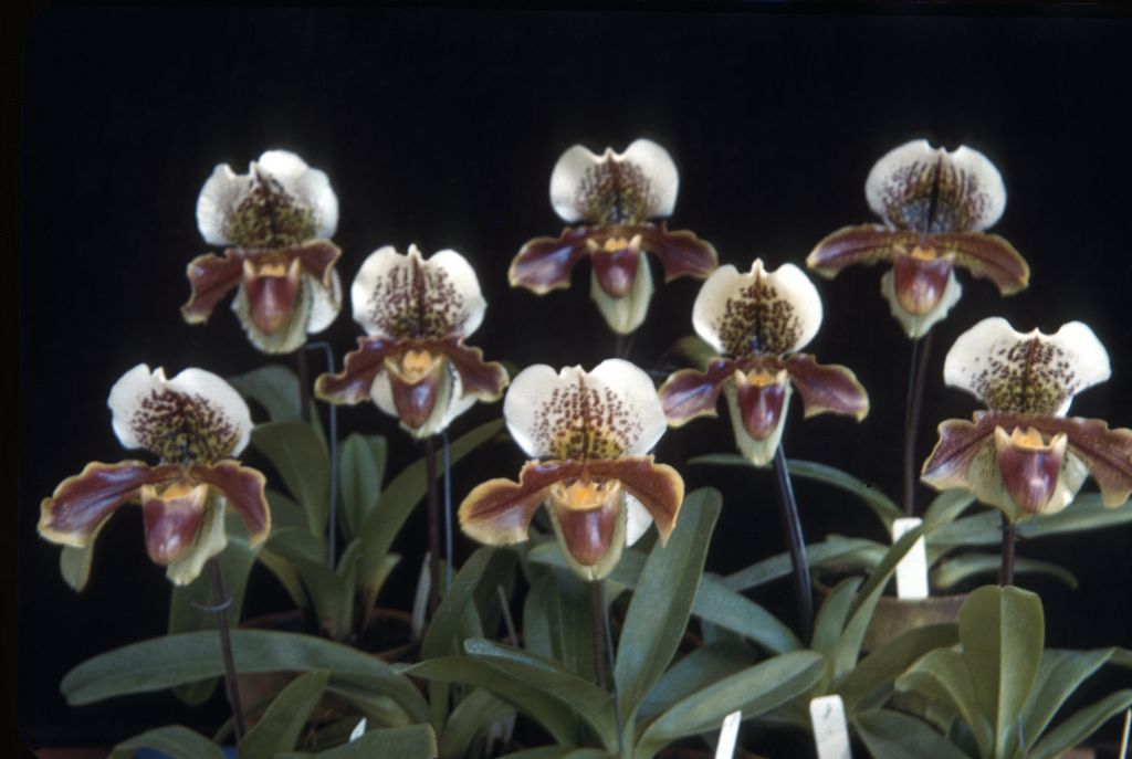 Paphiopedilum John Thatcher group, Program 8 slide 39, no date on slide.  This may have been a sales photo for Armacost & Royston.  Stamped on front, "Armacost & Royston".