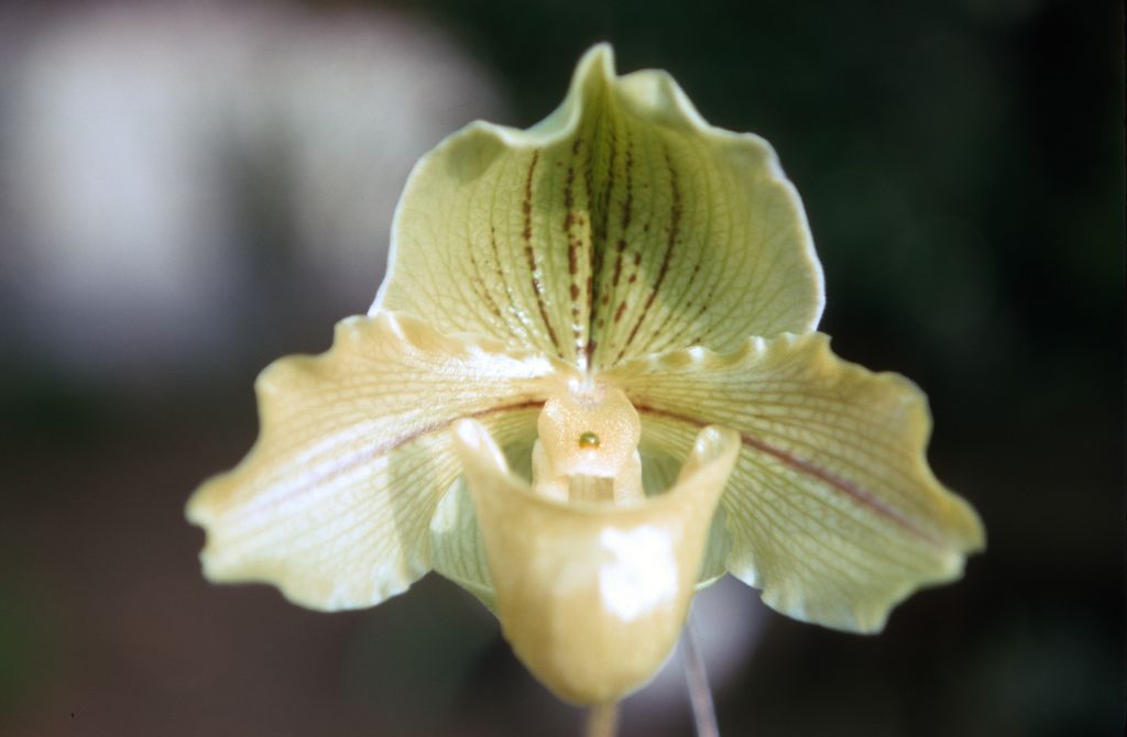 Paphiopedilum Kay Rinaman, February 1970, roll 197002H5red slide 9