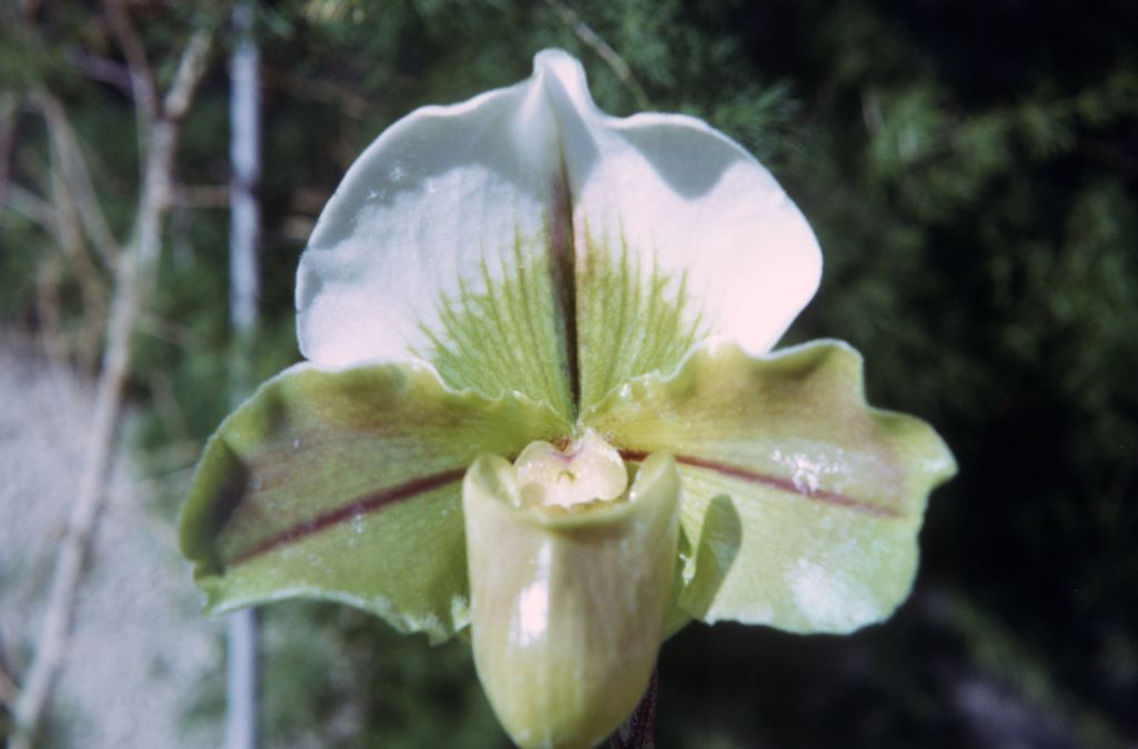 Paphiopedilum Kay Rinaman 'Goldfinch' HCC/AOS, December 1972, roll 197212H11 slide 19