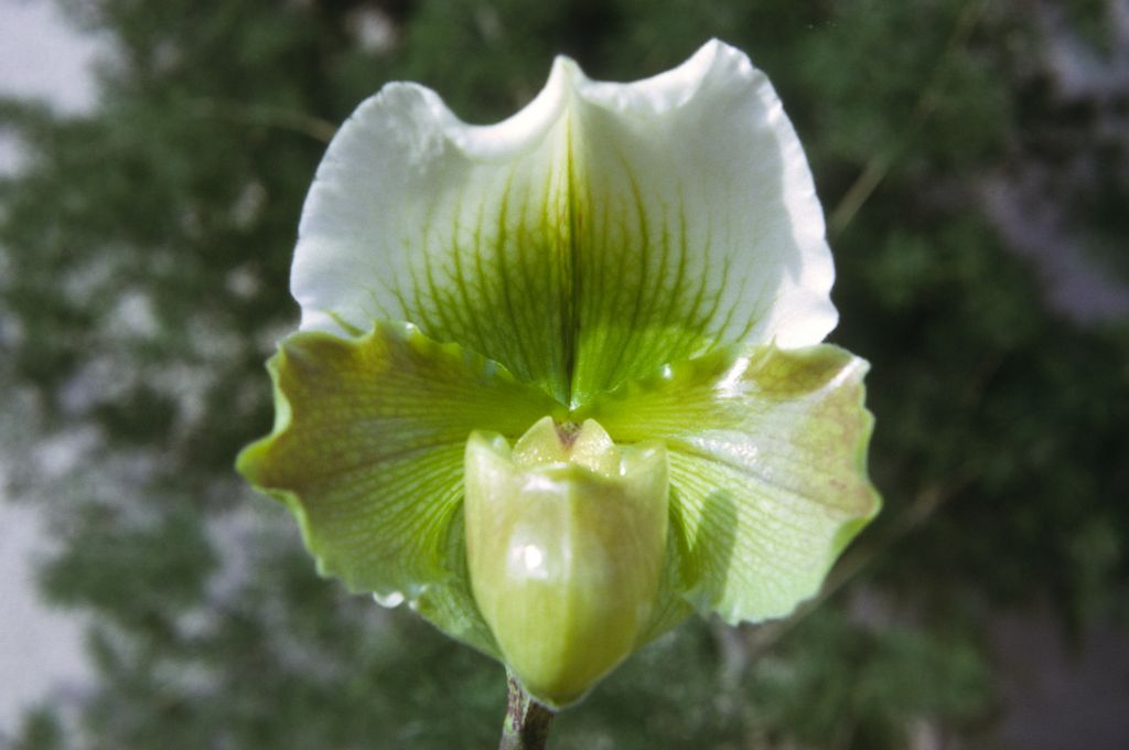 Paphiopedilum Kay Rinaman 'Carolyn', December 1972, roll 197212H11 slide 5