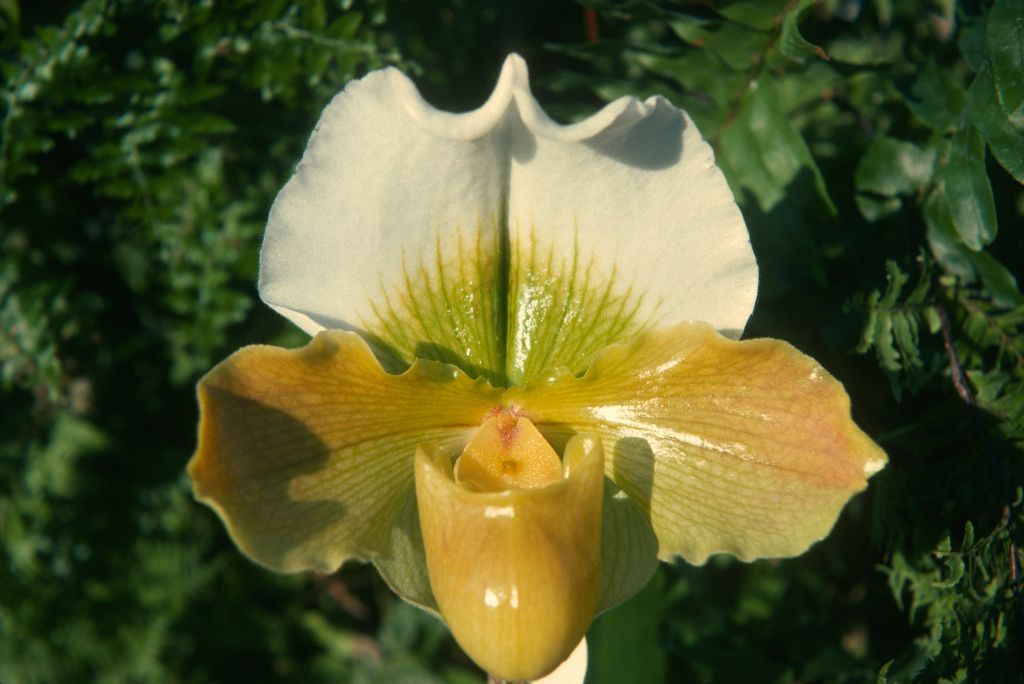 Paphiopedilum Kay Rinaman 'Carolyn', February 1975, roll 197502H12 slide 13