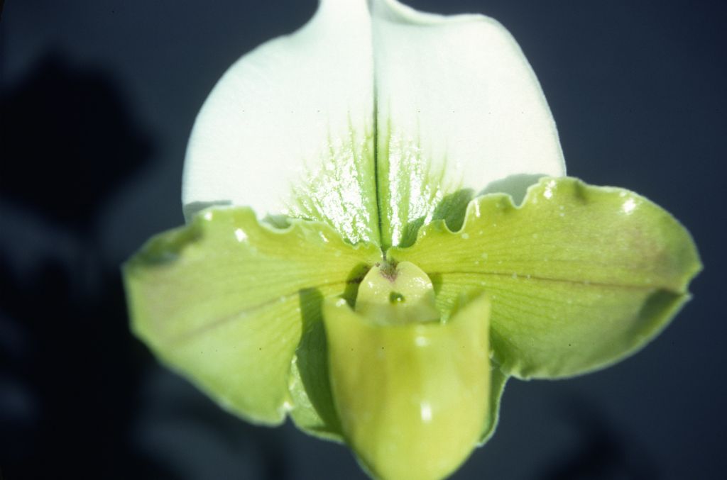 Paphiopedilum Kay Rinaman 'Los Osos', December 1978, roll 197812H5 slide 4