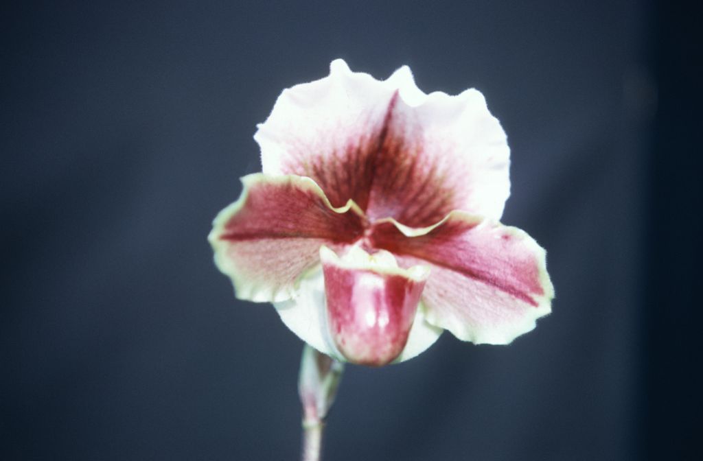 Paphiopedilum Lemanii Ducis FCC/RHS, February 1968, roll 196802H2 slide 17