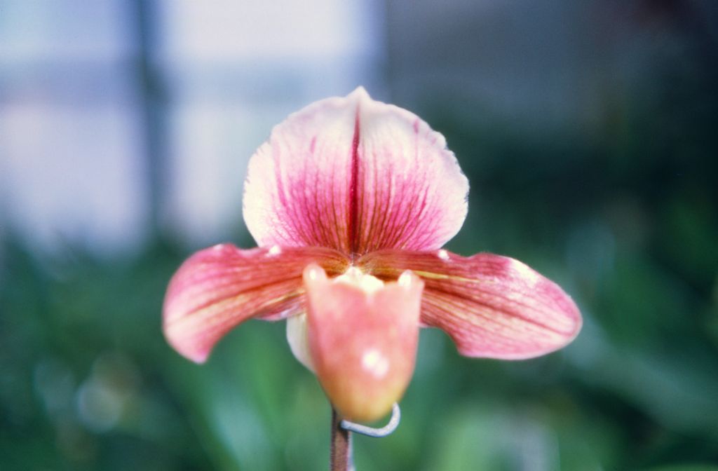 Paphiopedilum Leyburnense or Mrs. Haywood 'Magnificum', February 1968, Leyburense and Mrs. Haywood are alternate names for the same hybrid, roll 196802H2 slide 3