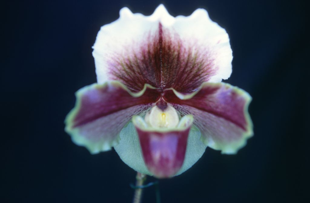 Paphiopedilum Lemanii Ducis, February 1968, roll 196802H7 slide 8