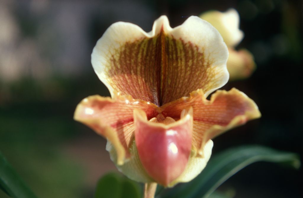 Paphiopedilum Littledean 'Tanya', January 1970, roll 197001H6 slide 2