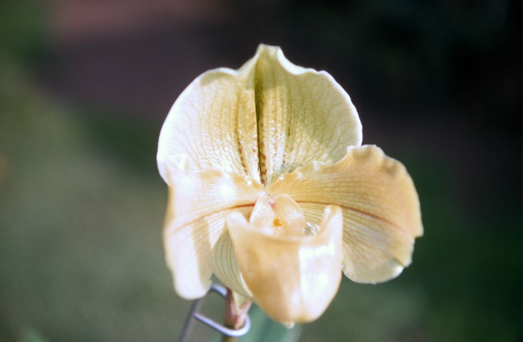 Paphiopedilum Lalime 'Erin', January 1970, roll 197001H6 slide 3