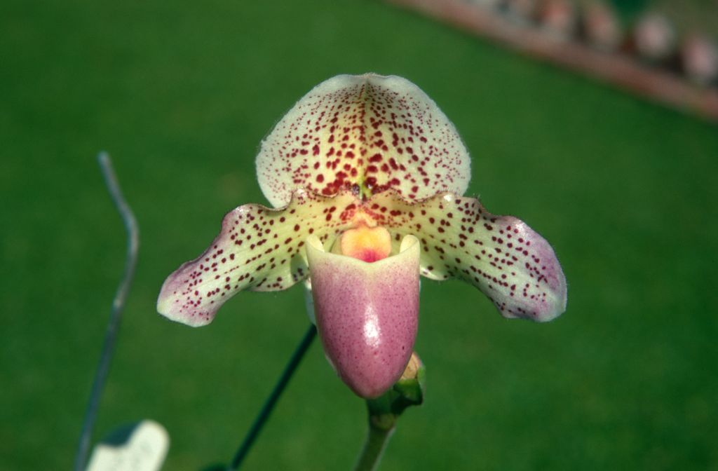 Paphiopedilum Lucille Cryder, February 1970, roll 197002H6 slide 15