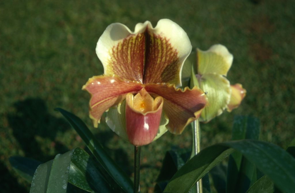 Paphiopedilum Littledean 'Robin' BM/CSA, January 1971, roll 197101H3 slide 12
