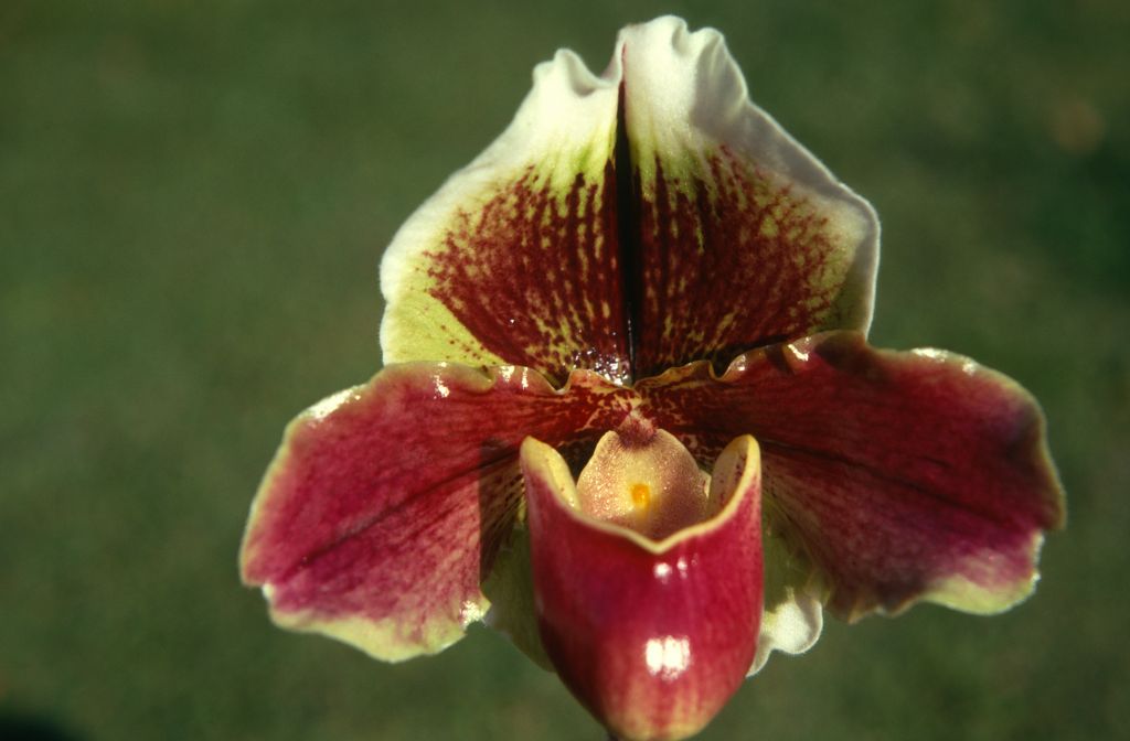 Paphiopedilum Lambourn 'Dunkirk', January 1971, roll 197101H4 slide 4