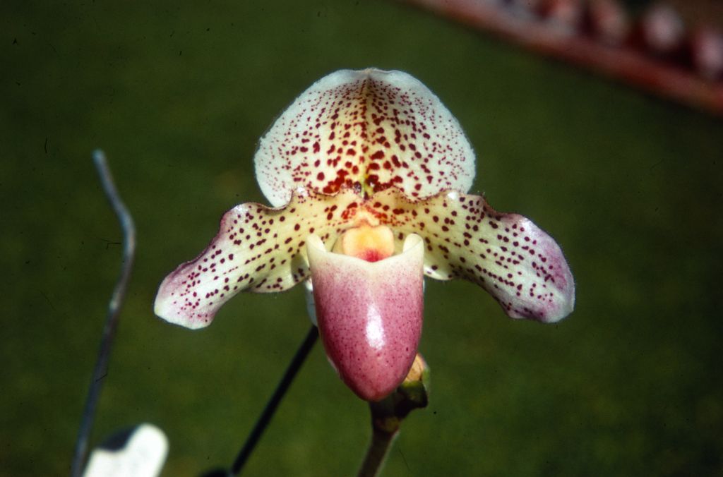 Paphiopedilum Lucille Cryder, Duplicate Slide 1, made January 1971, roll 197101H8.