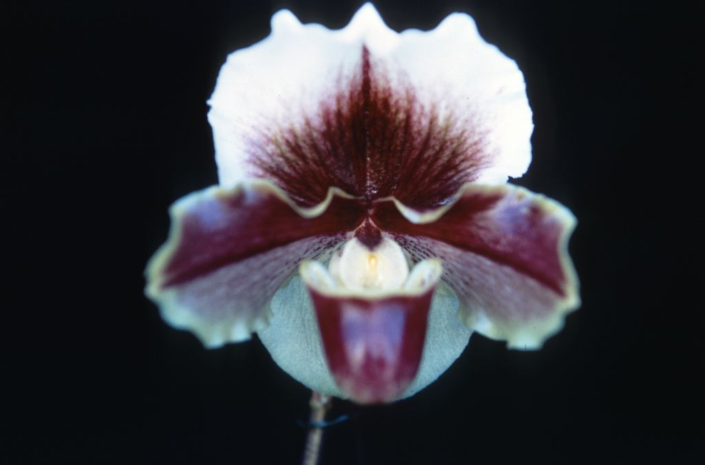 Paphiopedilum Lemanii Ducis, Duplicate Slide 55, made January 1971, roll 197101H8.