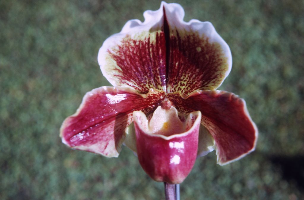Paphiopedilum Lambourn 'Dunkirk', December 1971, roll 197112H4 slide 11