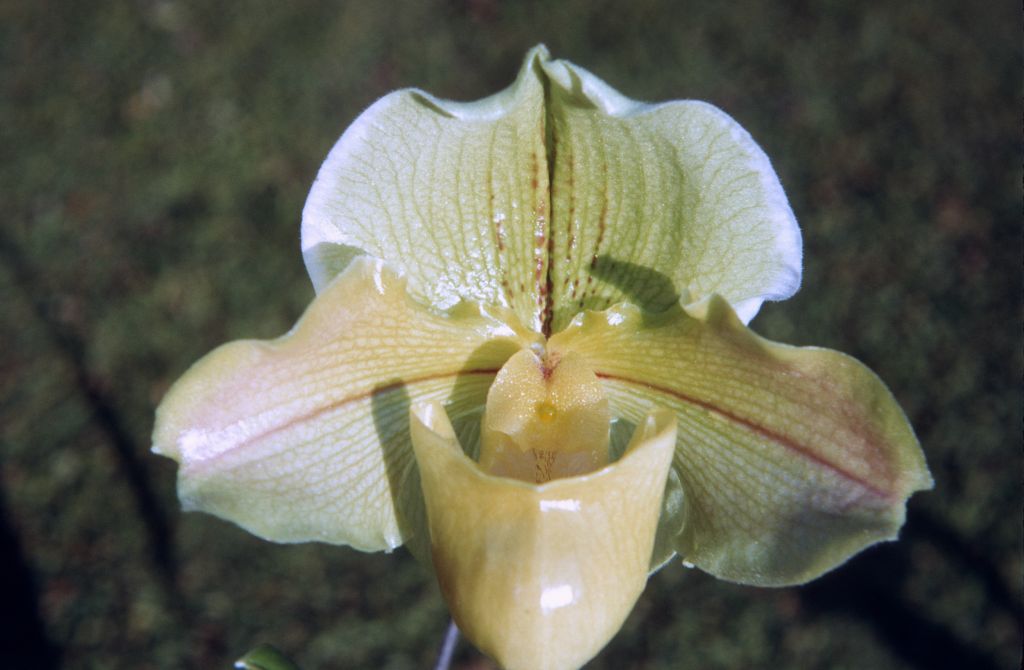 Paphiopedilum Lalime 'Erin', January 1972, roll 197201H7 slide 15