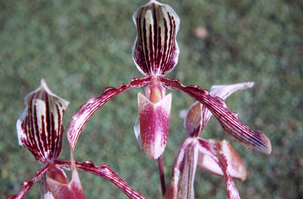 Paphiopedilum Lamonteanum, January 1972, roll 197201H7 slide 17