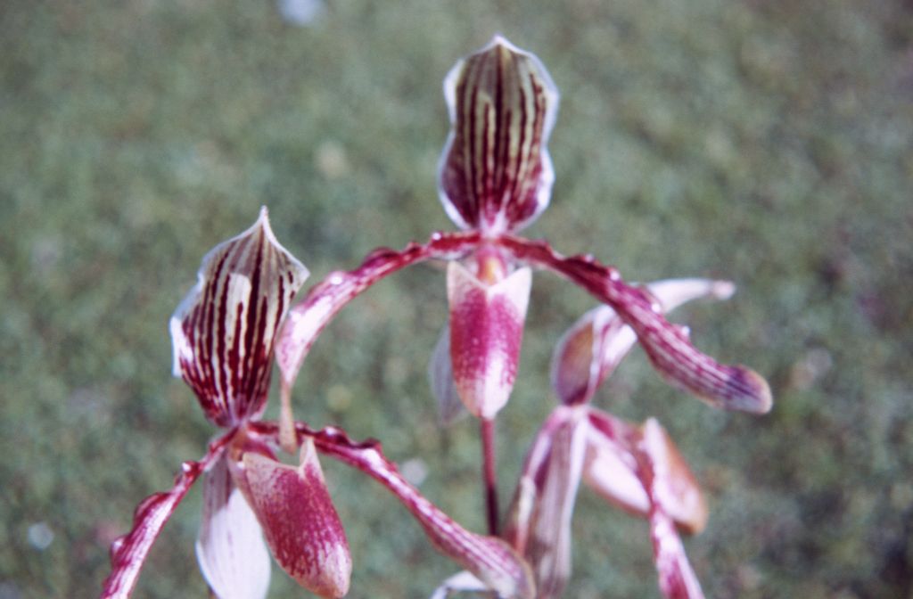 Paphiopedilum Lamonteanum, January 1972, roll 197201H7 slide 18