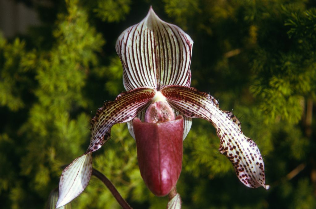 Paphiopedilum Lord Derby (W. R. Lee), February 1974, roll 197402H11 slide 12