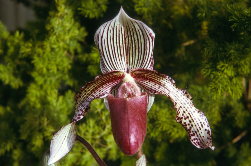 Paphiopedilum Lord Derby (W. R. Lee), February 1974, roll 197302H11 slide 13