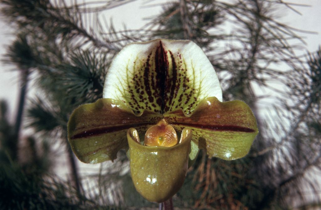 Paphiopedilum Luna AM/RHS, May 1974, roll 197405H12 slide 5