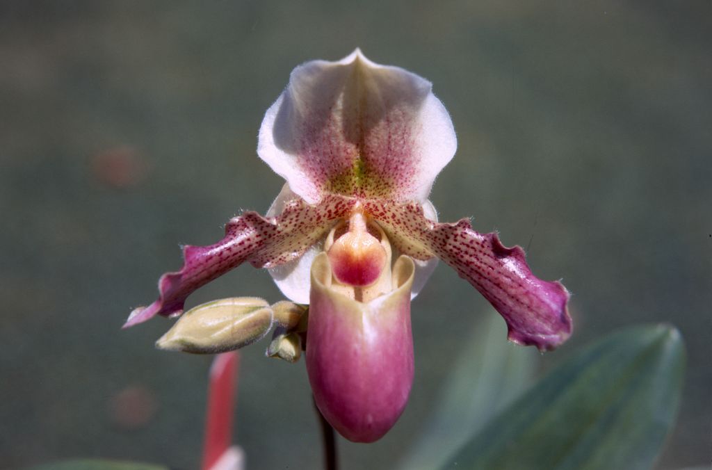 Paphiopedilum Lucille Cryder 'XLNT', August 1974, roll 197408H4 slide 8