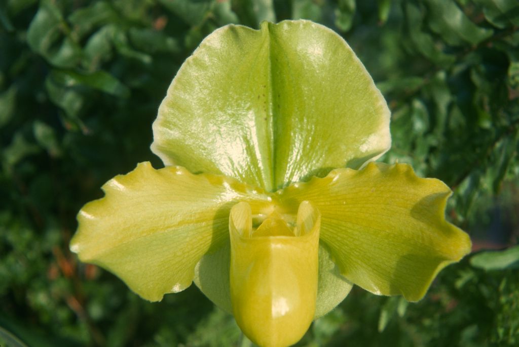 Paphiopedilum Lambert Day 'Cheerful', February 1975, roll 197502H12 slide 18