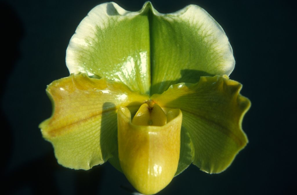 Paphiopedilum Lalime 'Superba', November 1975, roll 197511H7 slide 10