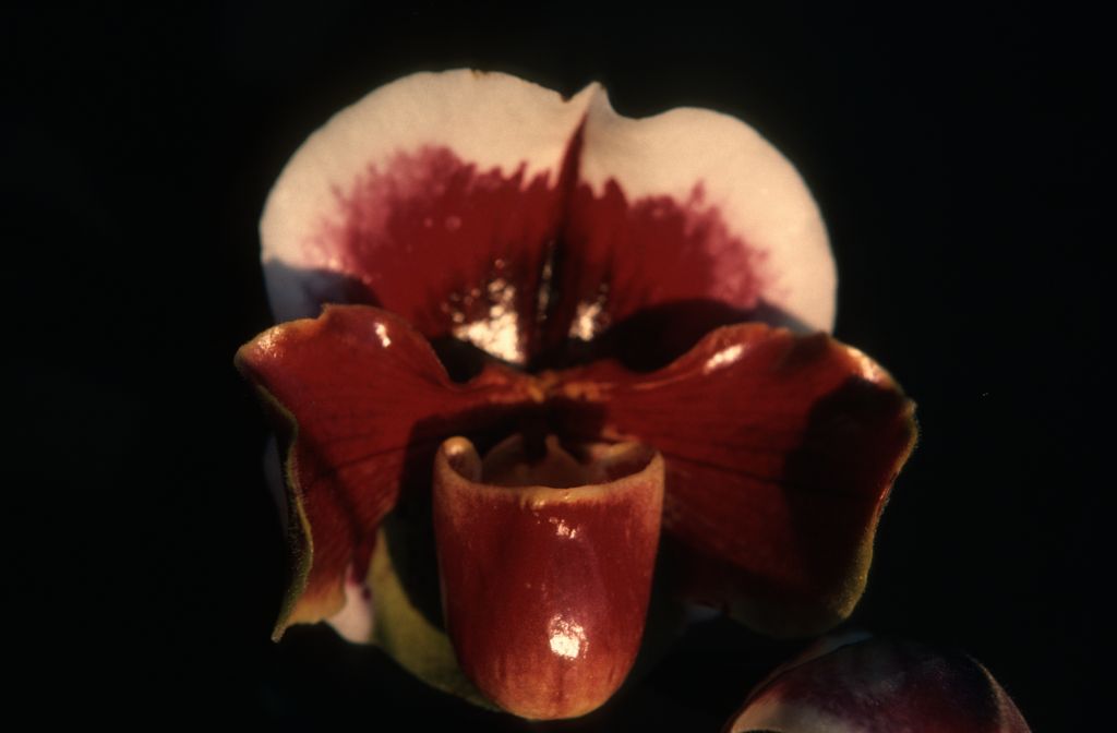 Paphiopedilum Linda Churchill, November 1975, roll 197511H7 slide 3