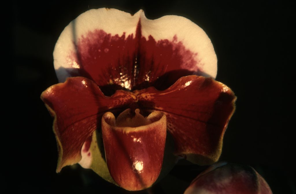 Paphiopedilum Linda Churchill, November 1975, roll 197511H7 slide 4