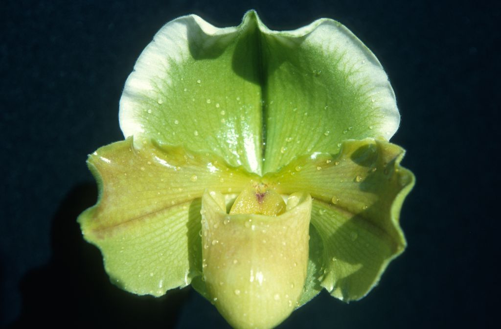 Paphiopedilum Lalime 'Superba', November 1975, roll 197511H7 slide 7