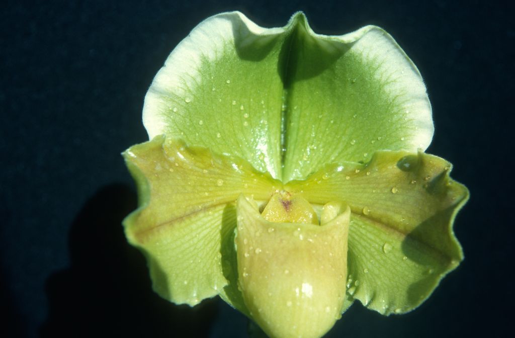 Paphiopedilum Lalime 'Superba', November 1975, roll 197511H7 slide 8