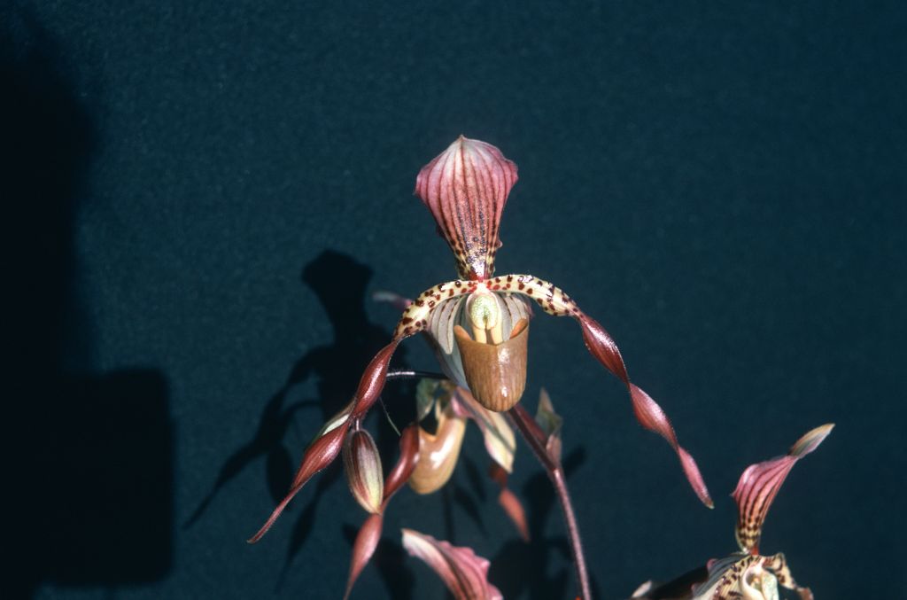 Paphiopedilum Lebaudyanum, May 1976, roll 197605H4 slide 16