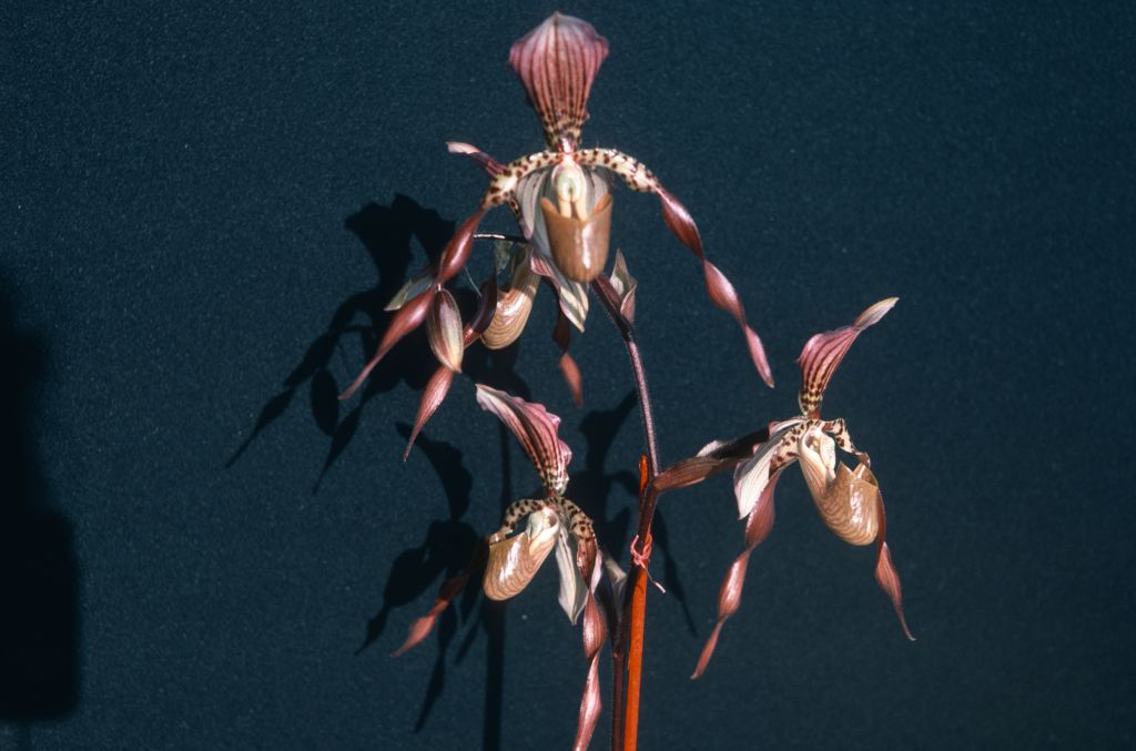 Paphiopedilum Lebaudyanum, May 1976, roll 197605H4 slide 17