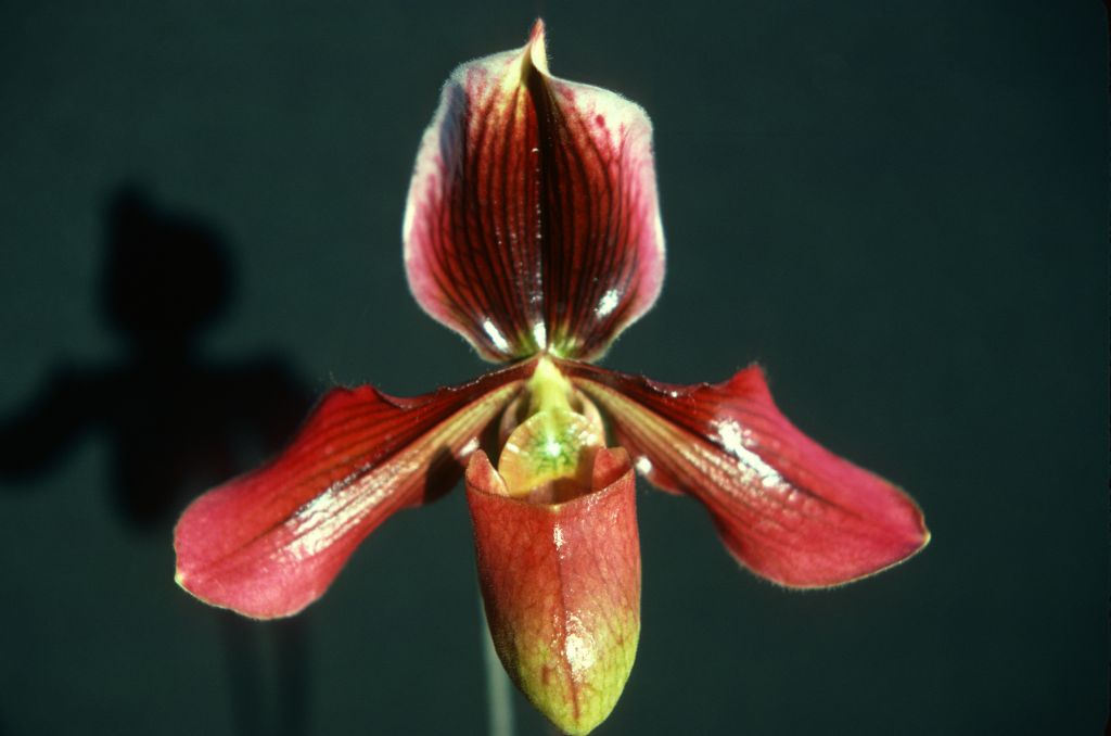 Paphiopedilum Loochristiense, August 1976, roll 197608H2 slide 15