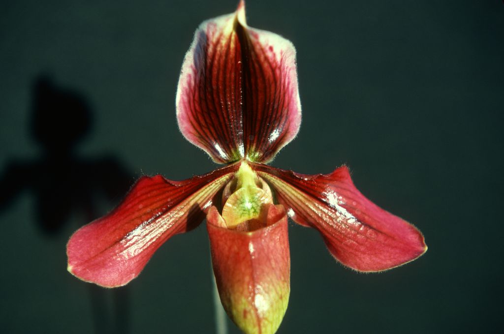 Paphiopedilum Loochristiense, August 1976, roll 197608H2 slide 16