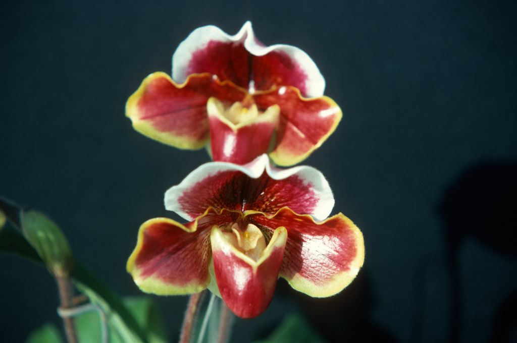 Paphiopedilum Lucid 'Lilliputian', April 1977, roll 197704H5 slide 10