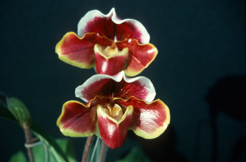 Paphiopedilum Lucid 'Lilliputian', April 1977, roll 197704H5 slide 11