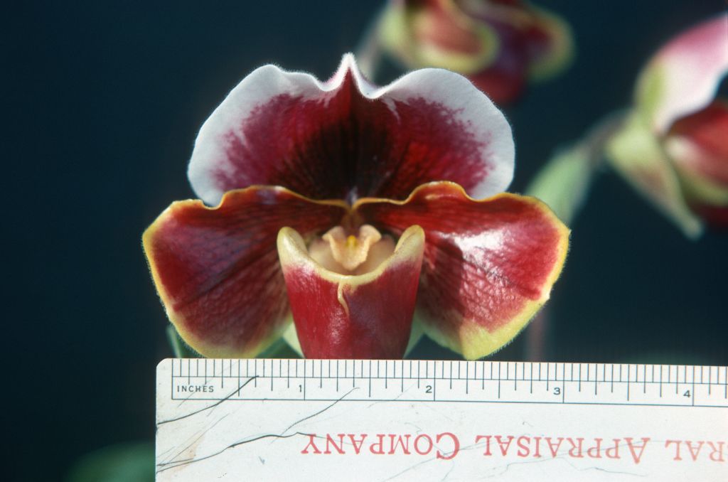 Paphiopedilum Lucid 'Lilliputian', 3" flower, April 1977, roll 197704H5 slide 12