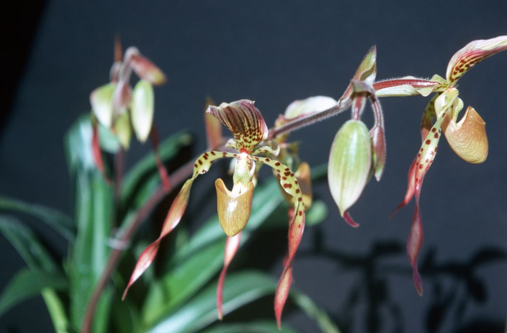 Paphiopedilum Lebaudyanum 'Carimo', May 1977, roll 197705H2black70 slide 16